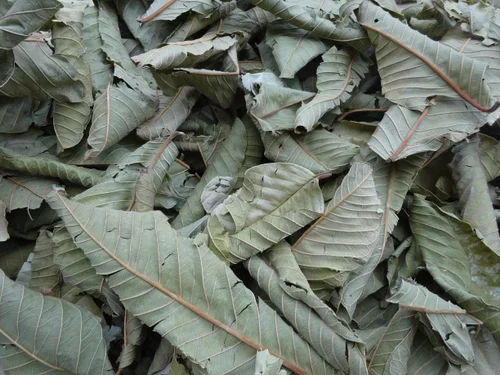 Guava leaves