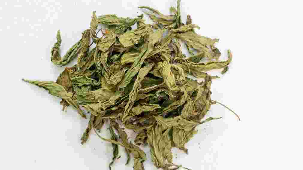 Leaves