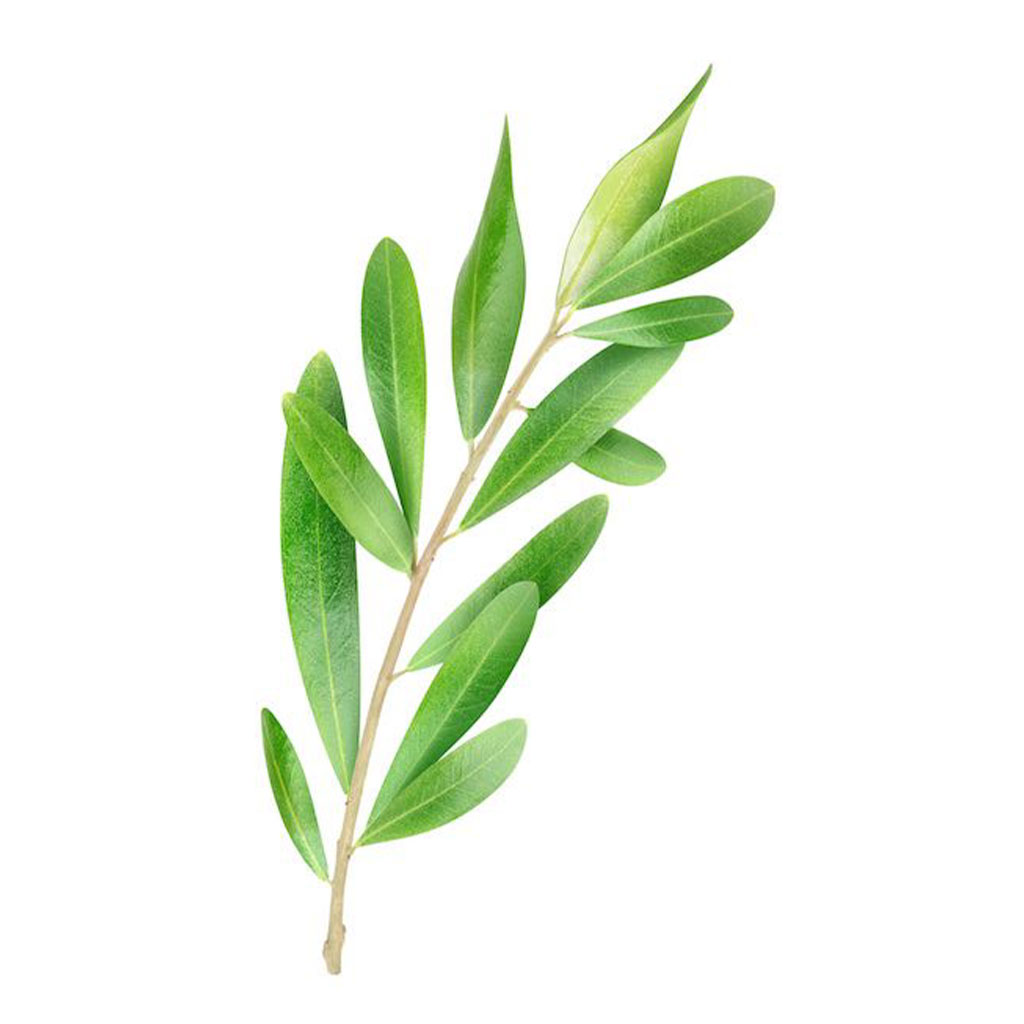Leaves