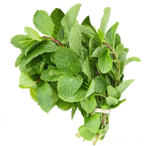 Peppermint Herbs